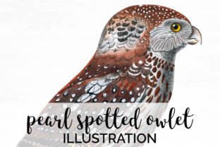 Download Pearl Spotted Owlet - Owl Collection